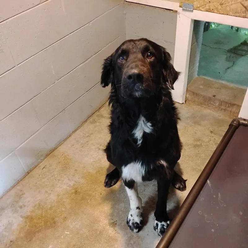 Boscoe