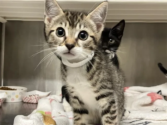 A baby small-sized female Domestic Short Hair cat named Daisy for adoption in Tustin, CA