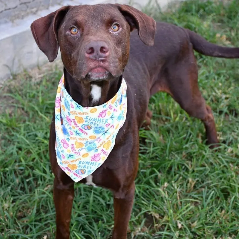 An adult large-sized male Labrador Retriever dog named Rotini 💜🤍A 🇨🇦 for adoption in Silsbee, TX