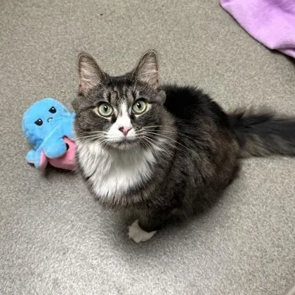 An adult medium-sized female Domestic Medium Hair cat named Bluray for adoption in Worcester, MA