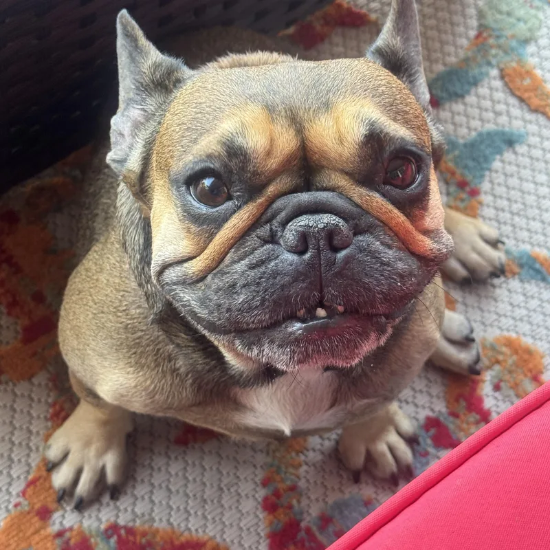 A young small-sized female Brindle French Bulldog dog named Pixie for adoption in Los Angeles, CA