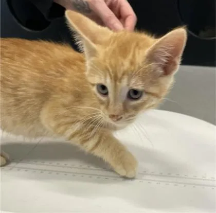 A baby small-sized male Domestic Short Hair cat named Greg for adoption in West Chester, PA