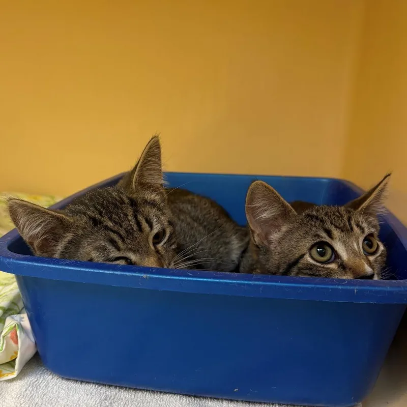 A baby small-sized male Gray / Blue / Silver Domestic Short Hair cat named Thunder for adoption in East Hanover, NJ