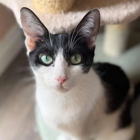 An adult medium-sized female White Domestic Short Hair cat named Gabby for adoption in Long Beach, CA