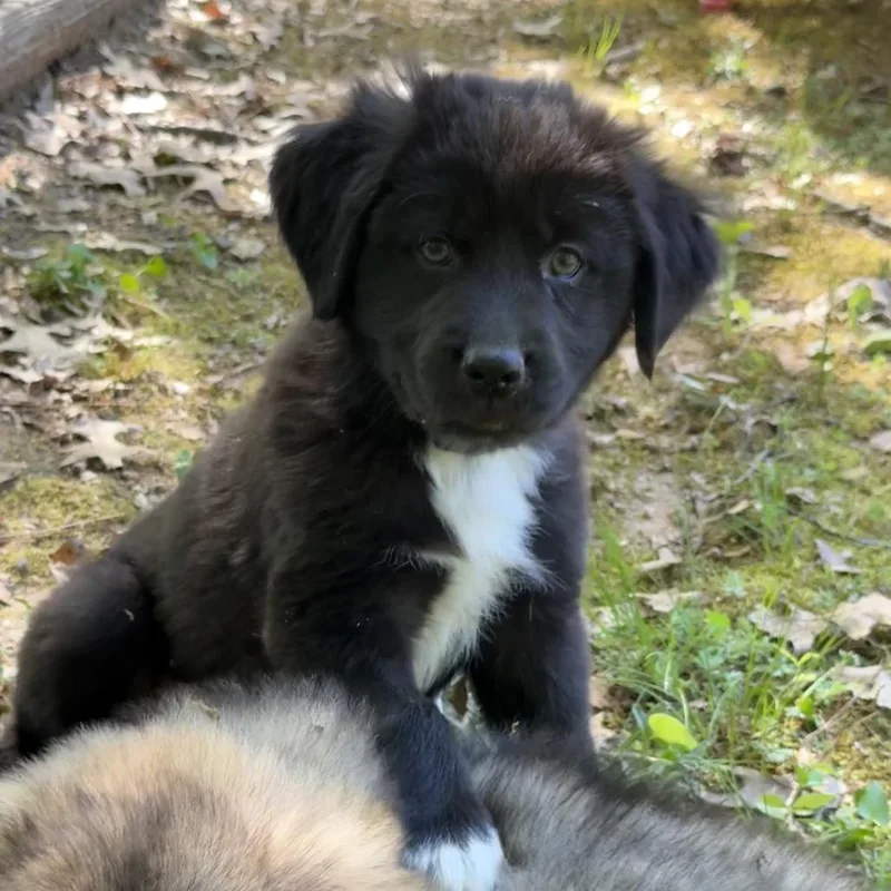 Bilbo Baggins thumbnail 2