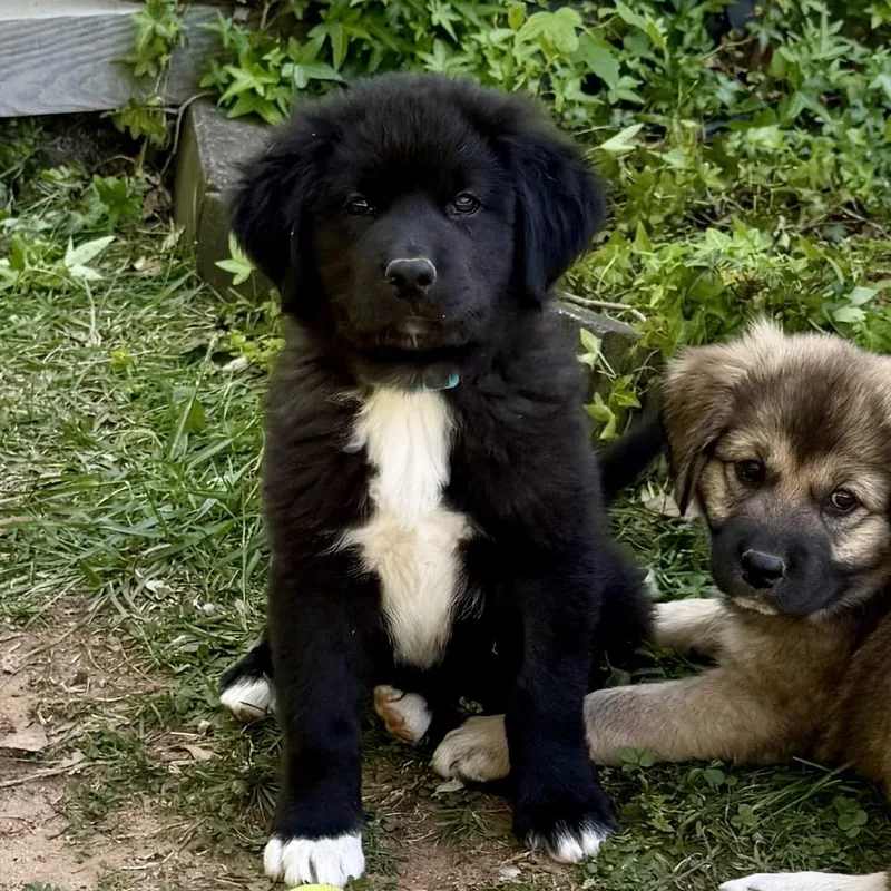 Bilbo Baggins thumbnail 3