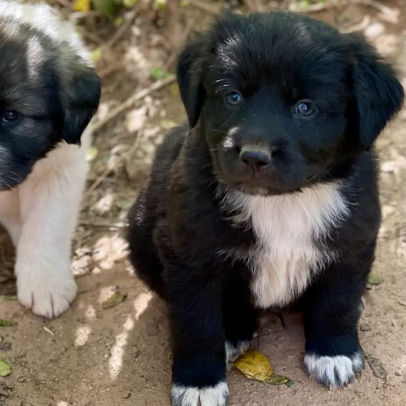 Bilbo Baggins thumbnail 4