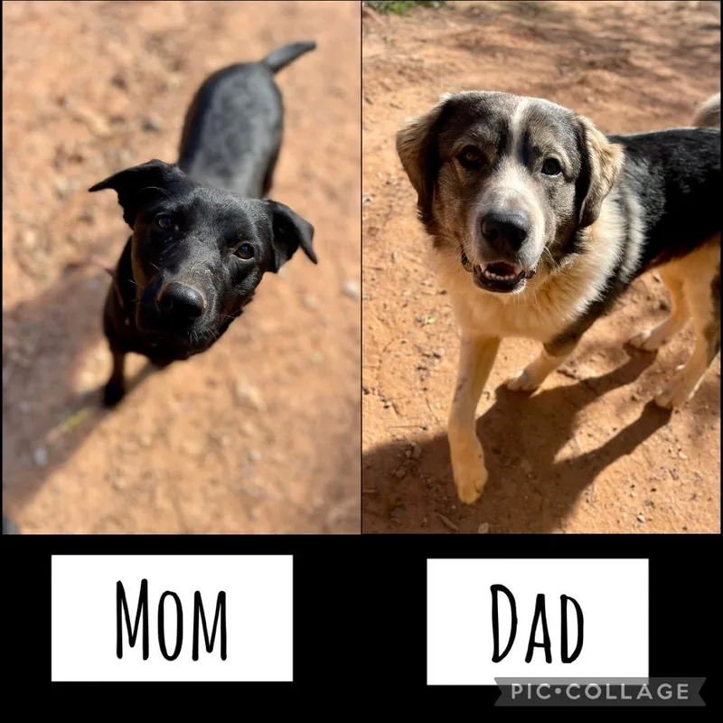 Bilbo Baggins thumbnail 5