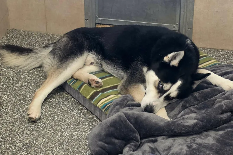 A young medium-sized male Black Husky dog named Savvy for adoption in Elizabeth, IL