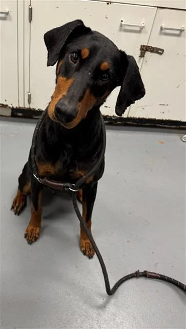 A young small-sized female Doberman Pinscher dog named Paloma for adoption in Peoria, IL