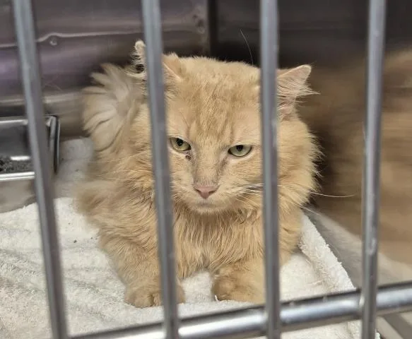 An adult medium-sized male Domestic Short Hair cat named Pumpkin for adoption in Decatur, IL