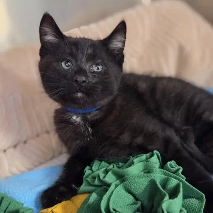 A baby small-sized male Domestic Short Hair cat named Hulu for adoption in Westland, MI