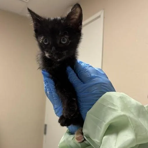 A baby small-sized female Domestic Short Hair cat named Squirrel for adoption in Tempe, AZ