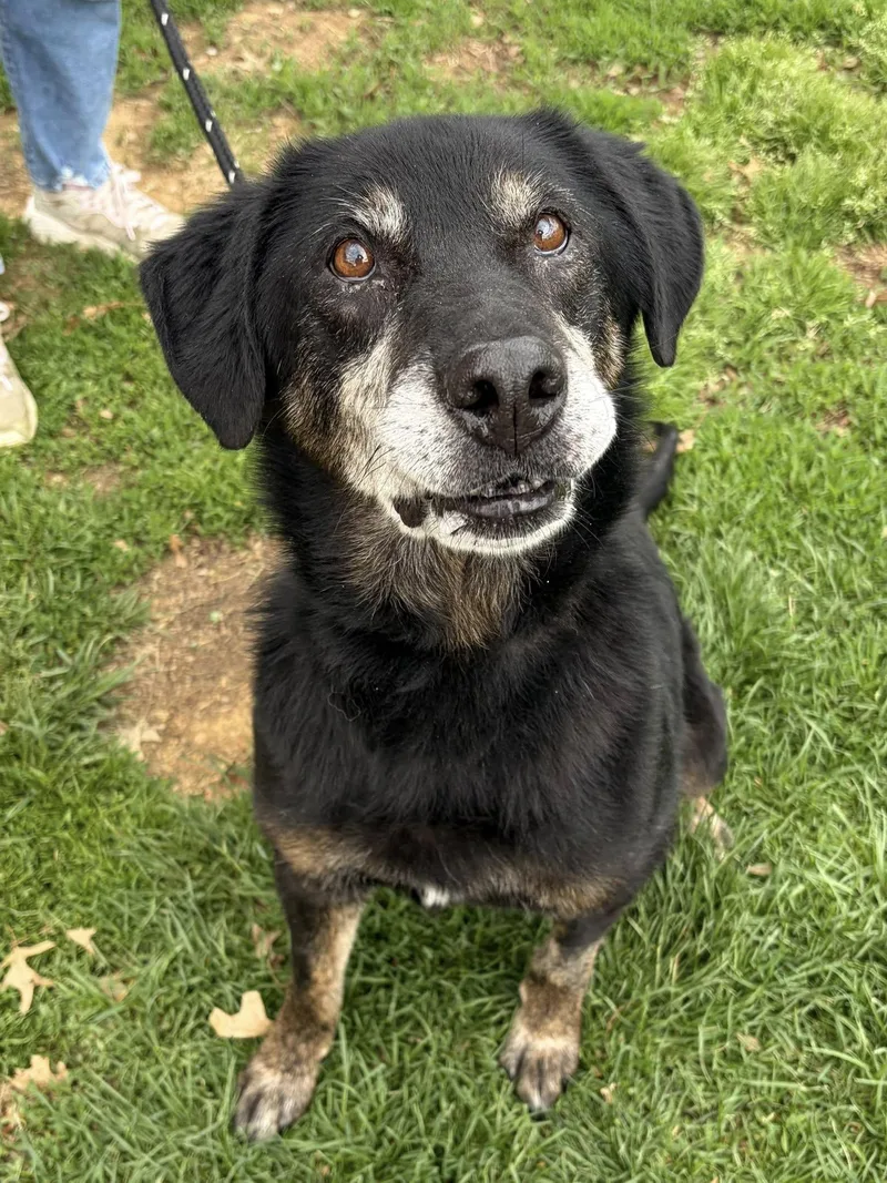 A senior large-sized male Black Hound dog named Hank for adoption in Winchester, VA