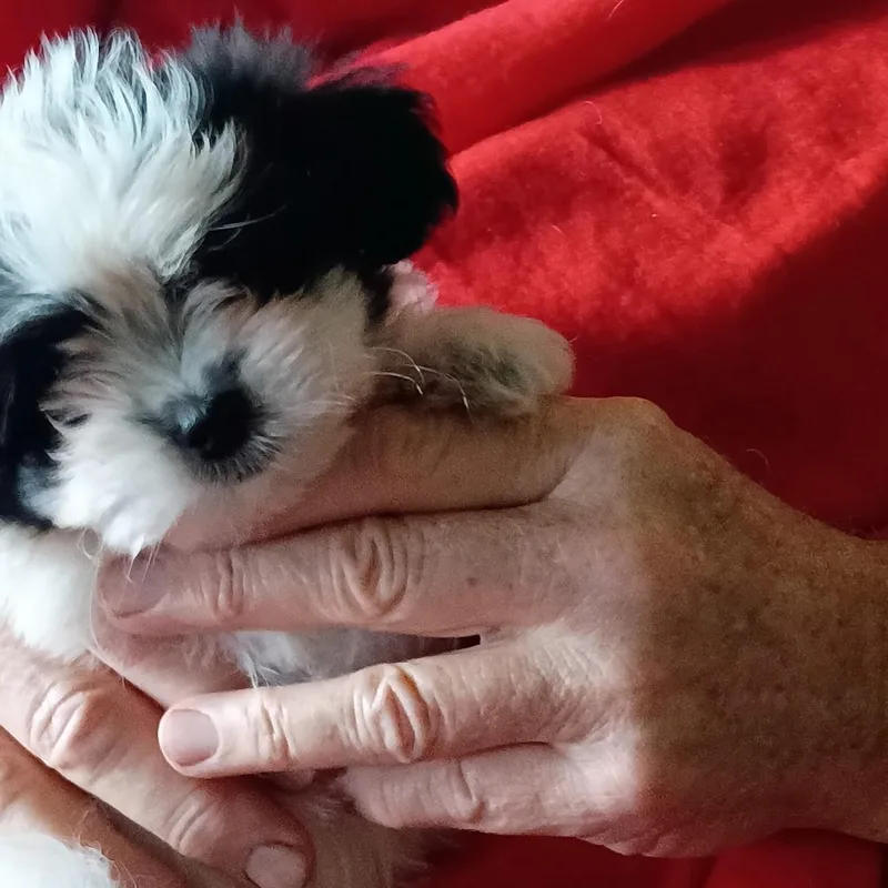 A baby small-sized male Pomeranian dog named Ziggy for adoption in Stuart, VA