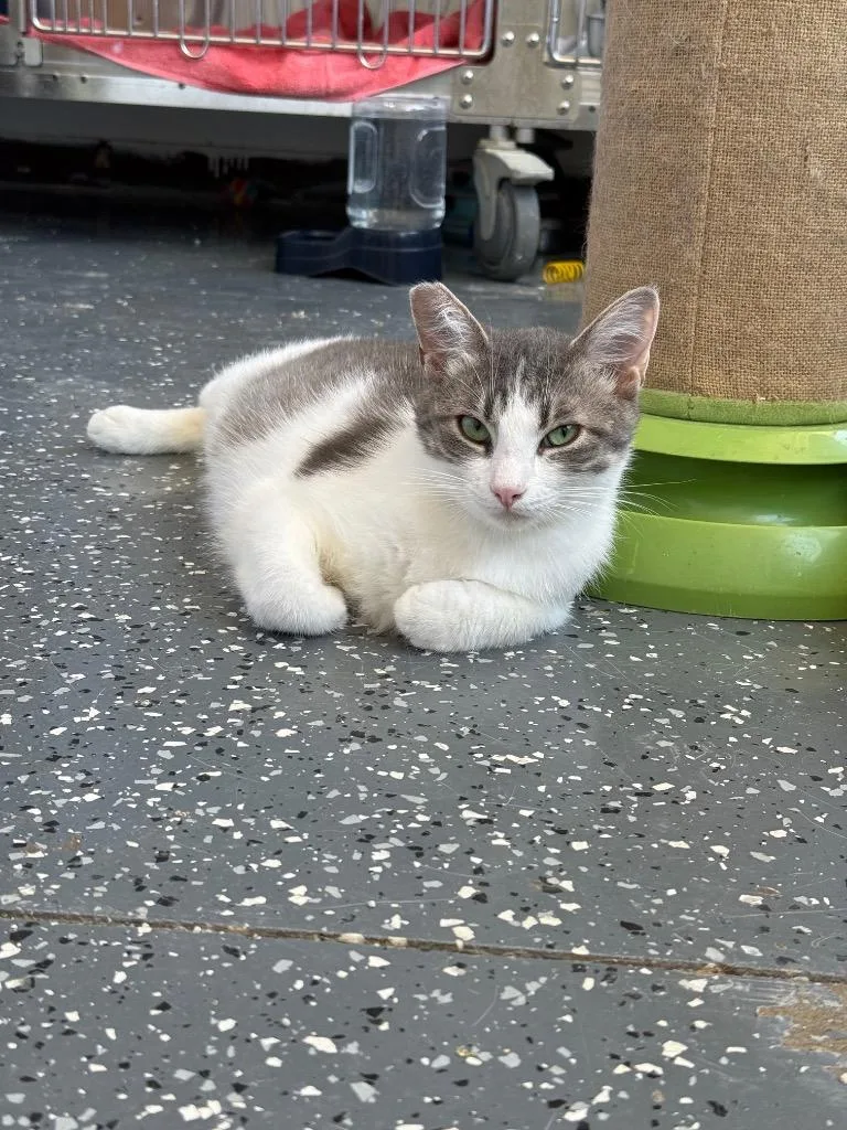 A baby small-sized male Domestic Short Hair cat named Chino for adoption in Thousand Oaks, CA