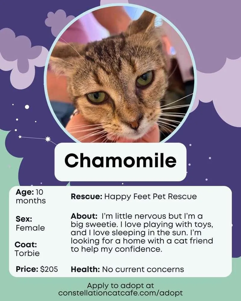 Chamomile