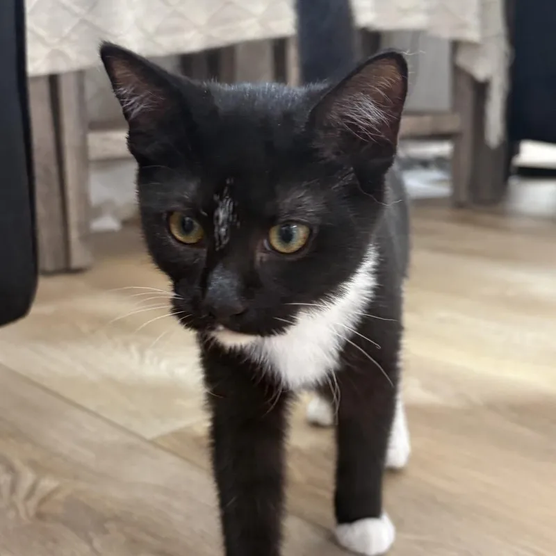 A baby small-sized female Black Domestic Short Hair cat named Stardust for adoption in Grantsville, UT