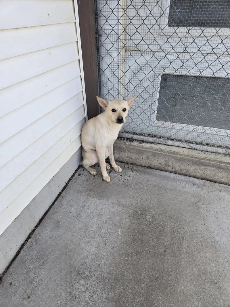 An adult medium-sized male Terrier dog named Forrest for adoption in Maquoketa, IA