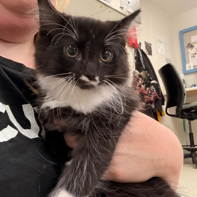 A baby small-sized male Black Domestic Long Hair cat named Cannoli for adoption in Indianapolis, IN