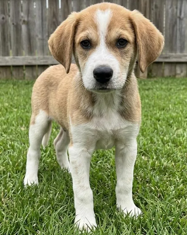 Monty