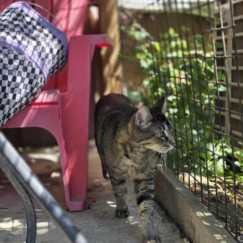 An adult medium-sized female Tabby (Brown / Chocolate) Domestic Short Hair cat named Lily for adoption in Quilcene, WA