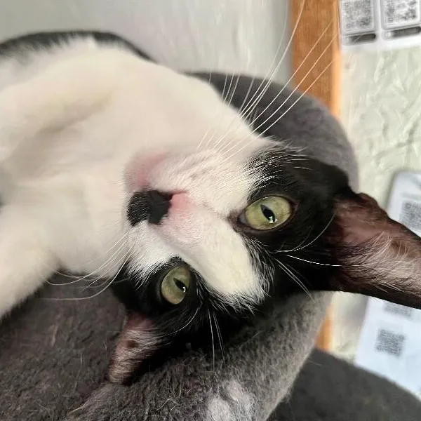 An adult medium-sized female Black & White / Tuxedo Tuxedo cat named Kit Kat for adoption in Friendswood, TX