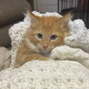 A baby small-sized male Orange / Red Domestic Long Hair cat named Astro for adoption in Estacada, OR