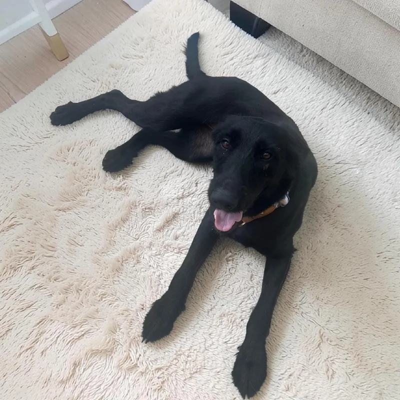 A young medium-sized female Black Labradoodle dog named Haley for adoption in Mobile , AL
