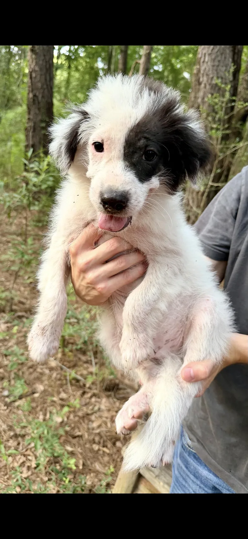 A baby medium-sized female Collie dog named Toenail for adoption in seaside heights, NJ