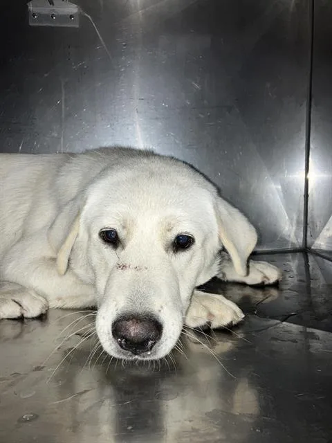 A young large-sized female Mixed Breed dog named Bailey for adoption in Dallas, TX