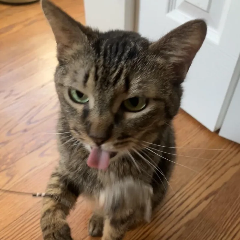 A senior medium-sized female Brown / Chocolate Domestic Short Hair cat named Mirage for adoption in Evanston, IL