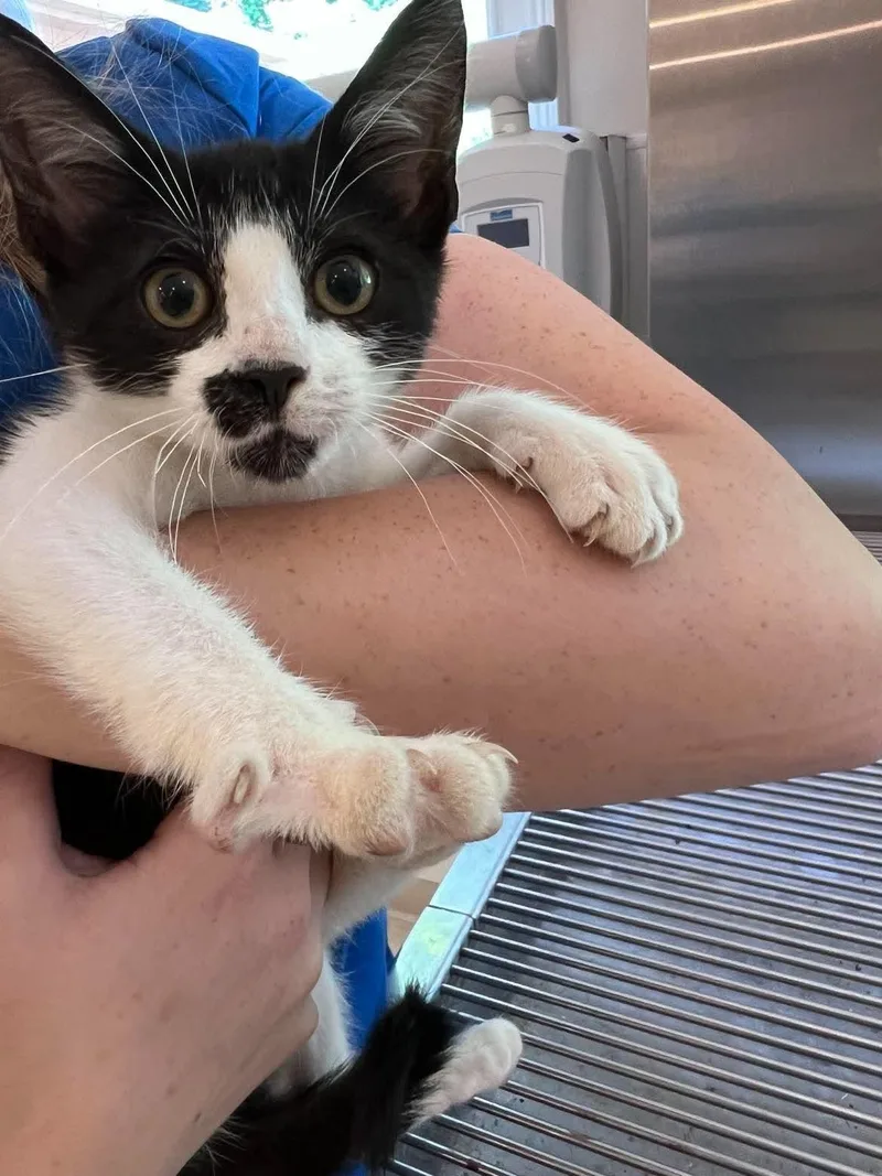 A baby medium-sized male American Shorthair cat named Mustee for adoption in Guntersville, AL