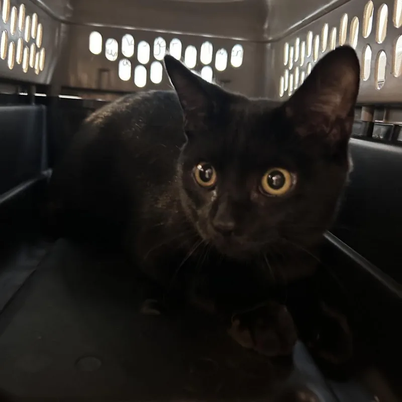 A young medium-sized male Black Domestic Short Hair cat named Seymour for adoption in Jacksonville, FL
