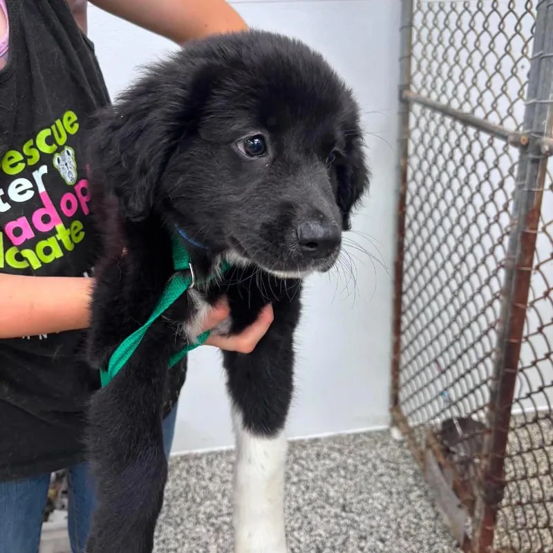A baby medium-sized female Black Mixed Breed dog named Phoebe for adoption in Fredericksburg, VA