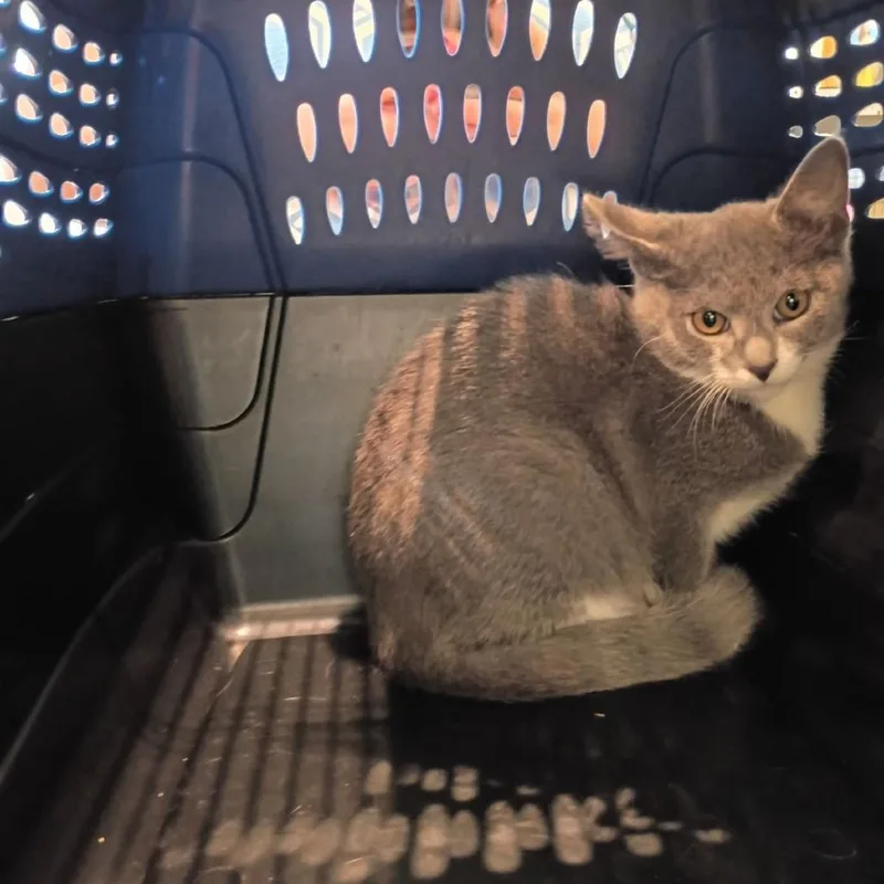 A baby small-sized male Gray / Blue / Silver Domestic Short Hair cat named Noble for adoption in Lynchburg, VA