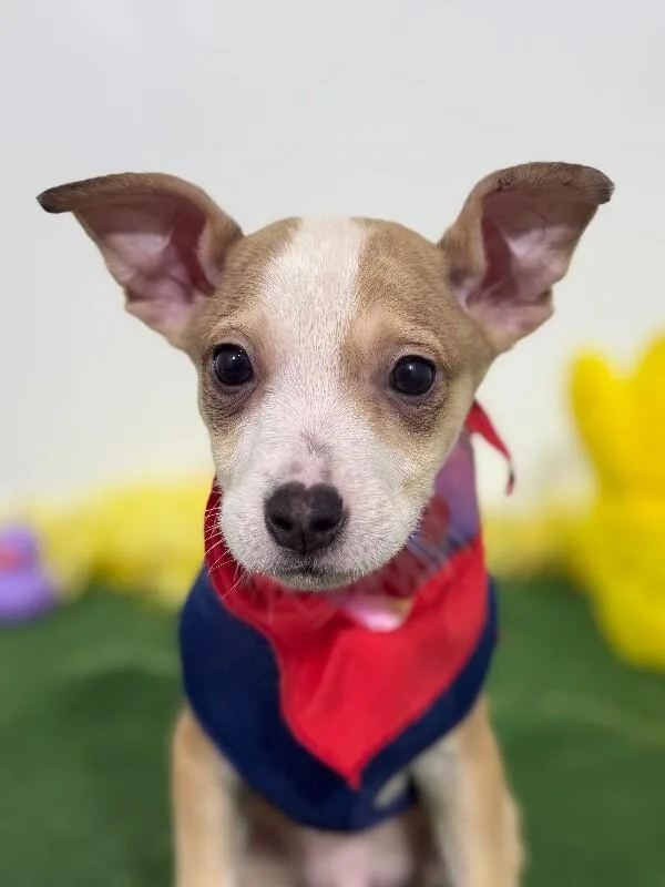 A baby medium-sized male Brown / Chocolate Terrier dog named Angel for adoption in Carlsbad, CA