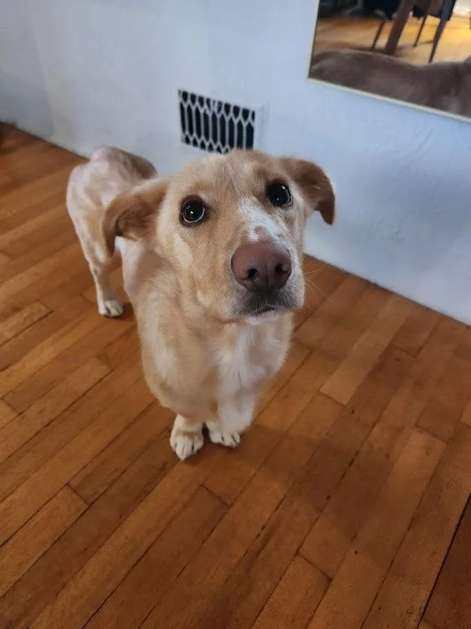 An adult medium-sized female Dachshund dog named Sunshine for adoption in Grand Rapids, MI