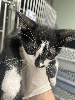 A baby medium-sized female Domestic Short Hair cat named Queen Birdie for adoption in Picayune, MS