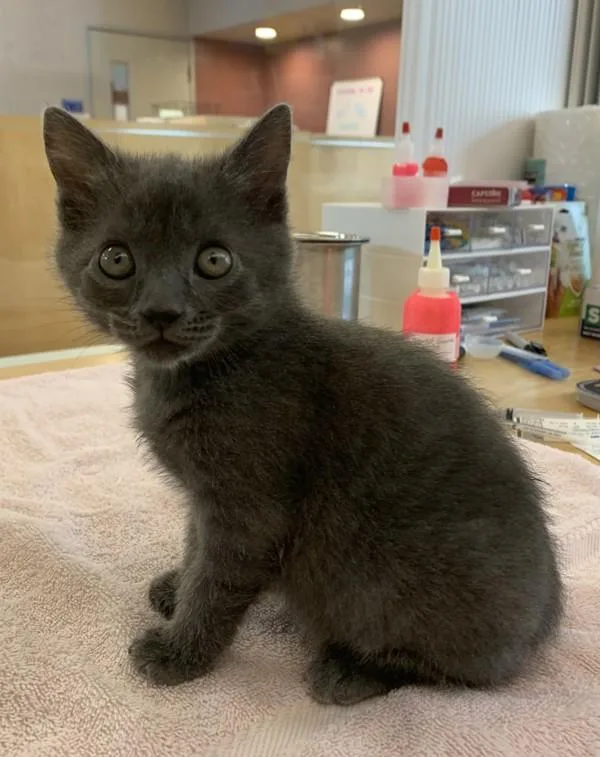 A baby small-sized female Domestic Short Hair cat named Storm for adoption in Santa Rosa, CA