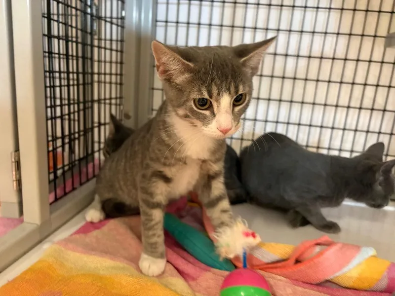 A baby medium-sized male Domestic Short Hair cat named Calabrian for adoption in Raleigh, NC