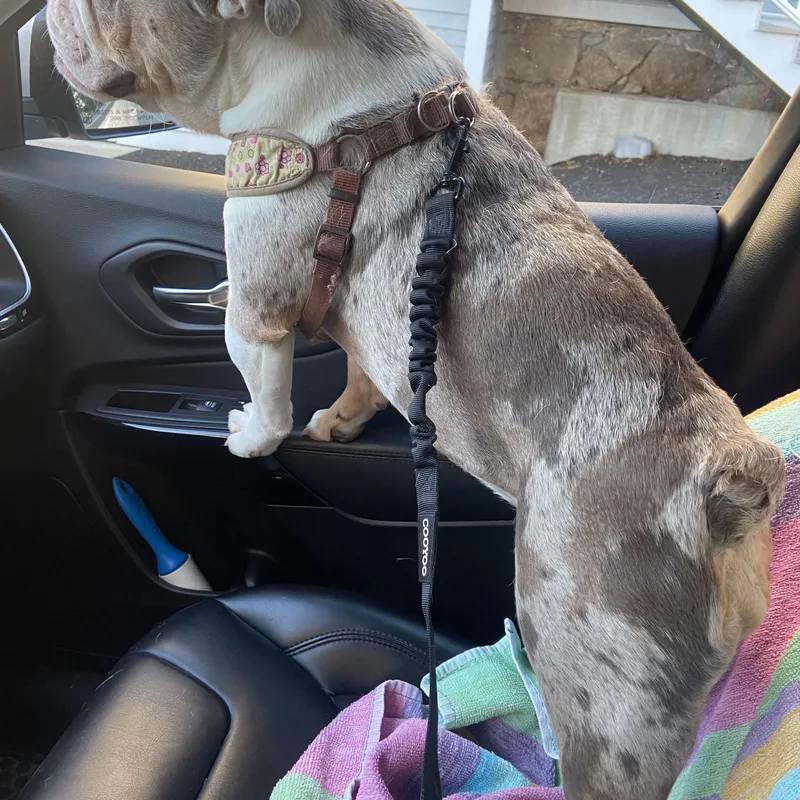 A young medium-sized female Merle (Red) Bulldog dog named Rye for adoption in Stony Brook, NY