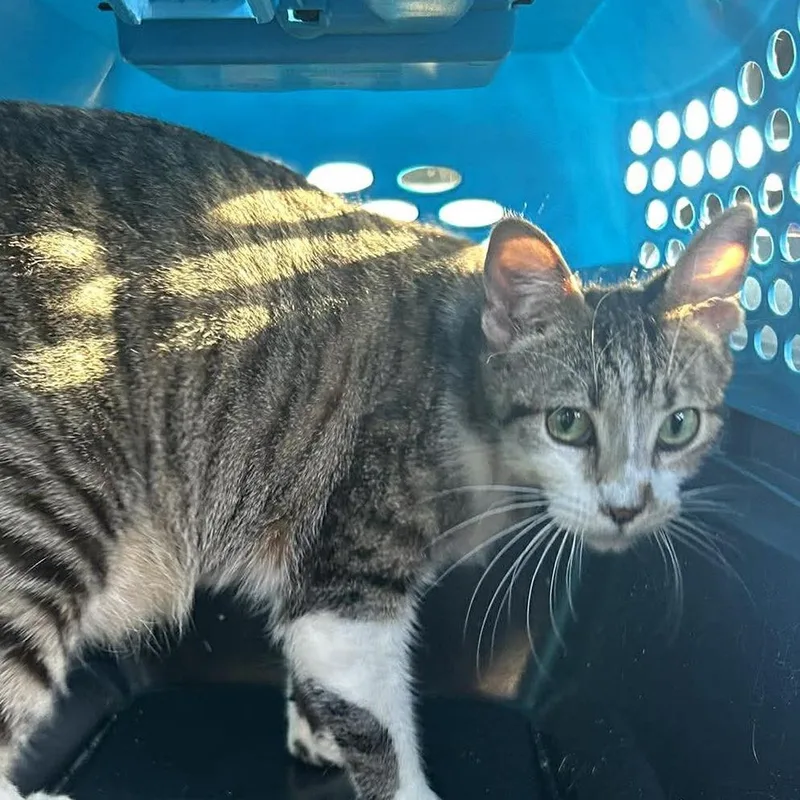 A young small-sized male Brown / Chocolate Domestic Short Hair cat named Lemon Tree for adoption in Hemet, CA