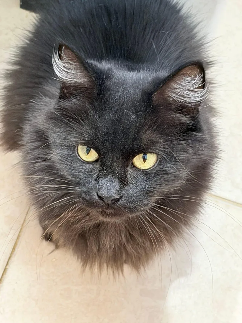 An adult medium-sized female Black Norwegian Forest Cat cat named Onyx for adoption in Howey in the hills, FL