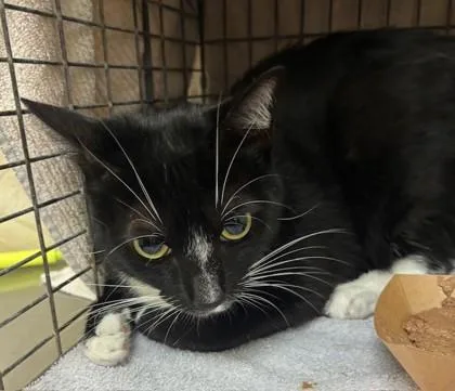 An adult small-sized male Domestic Short Hair cat named Atticus for adoption in Honolulu, HI