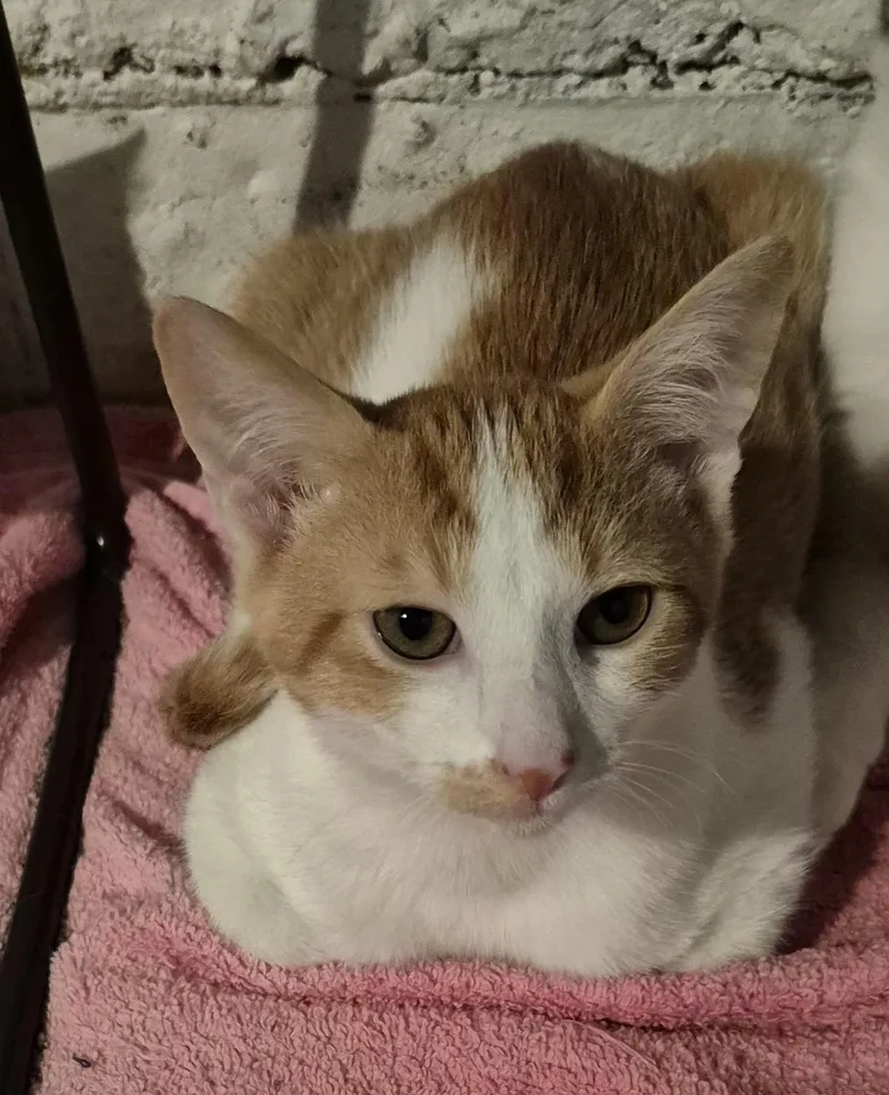 A baby small-sized male Orange & White Domestic Short Hair cat named Grant for adoption in Pittsburgh, PA