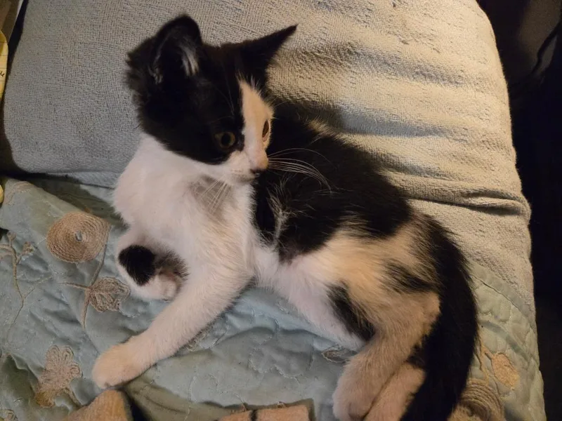A baby medium-sized female Tabby cat named Wispy for adoption in San Antonio, TX
