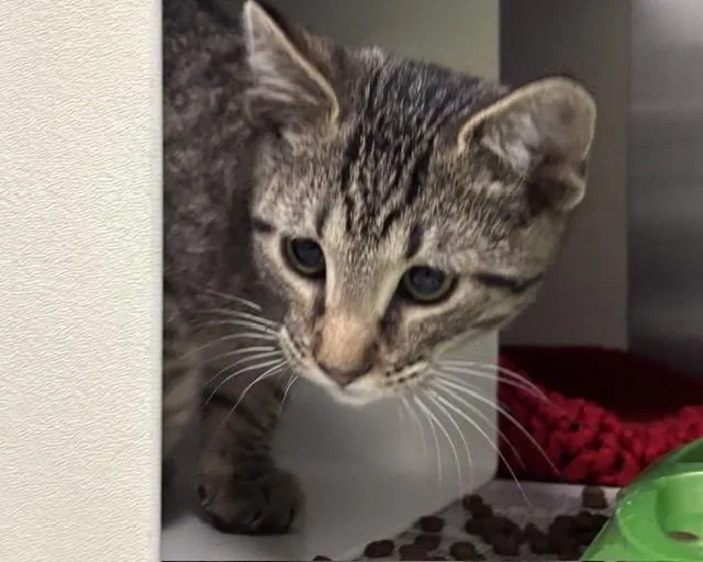 A baby medium-sized male Domestic Short Hair cat named Milky Way for adoption in Olathe, KS