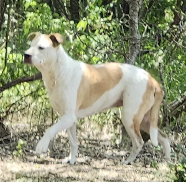 An adult medium-sized female American Staffordshire Terrier dog named Pearl for adoption in San Antonio, TX