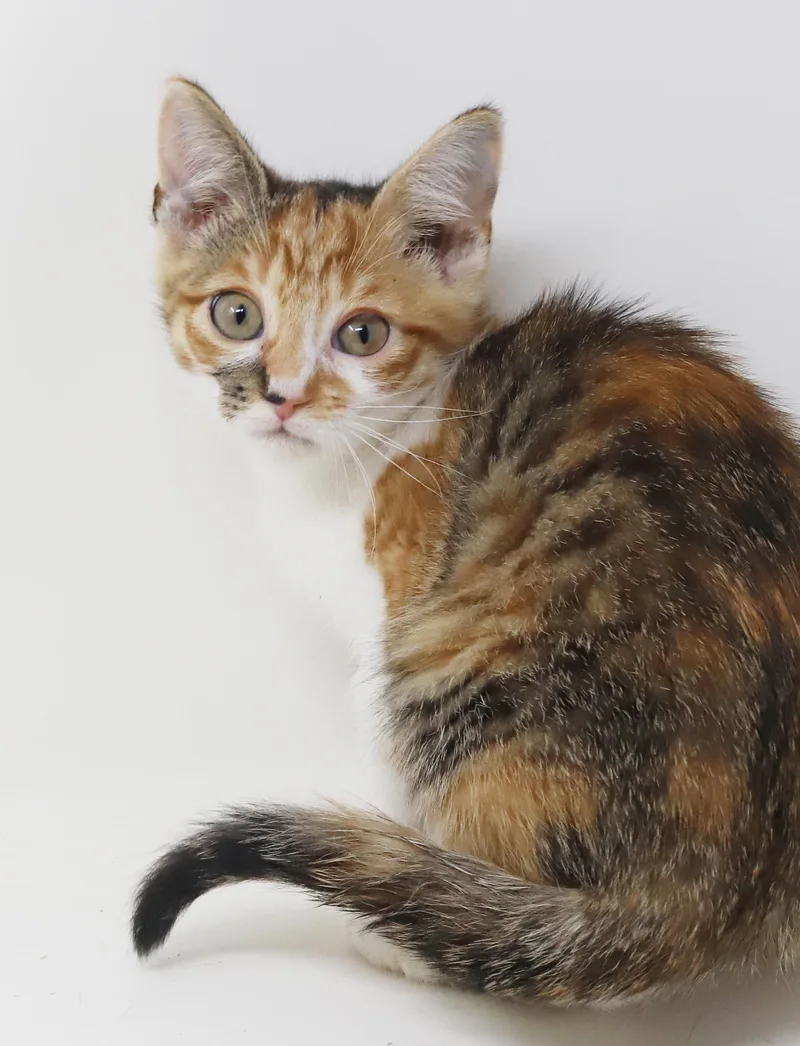 Elsie is a mini thumbnail 2